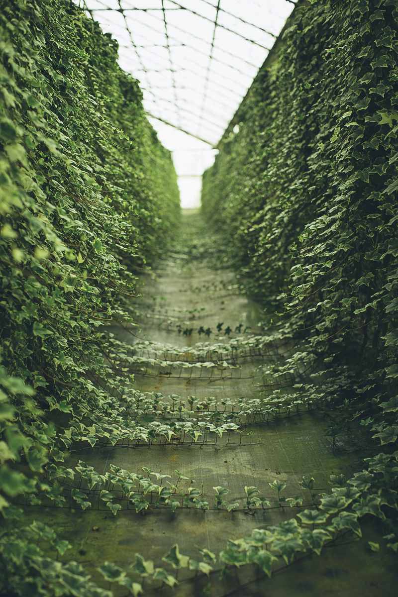 CFG_Ivy_v1
